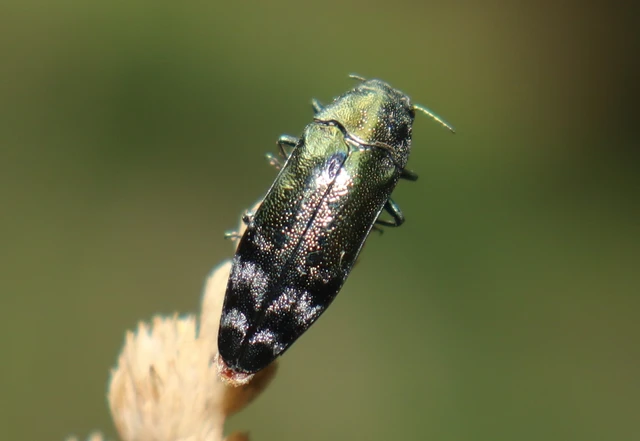 Coraebus fasciatus - szalagos díszbogár Coraebus fasciatus - szalagos díszbogár