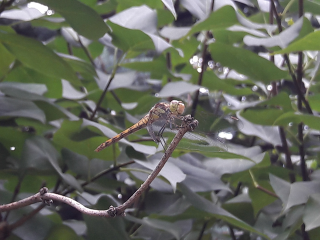 Sympetrum striolatum - harántsávos katona-szitakötő
