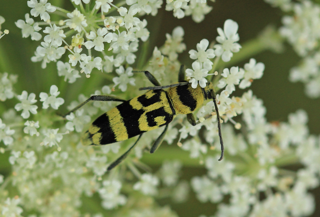 Chlorophorus varius - díszes darázscincér