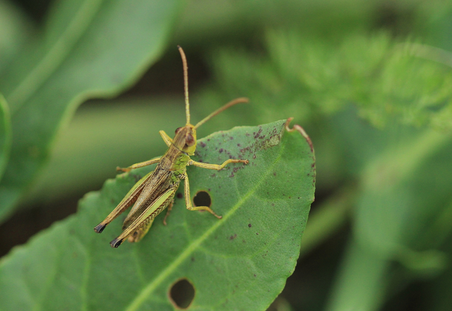 Pseudochorthippus parallelus - közönséges rétisáska