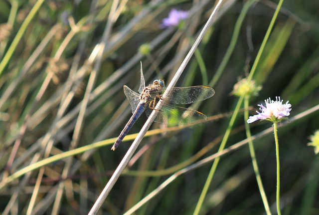 Orthetrum coerulescens - karcsú pásztorszitakötő