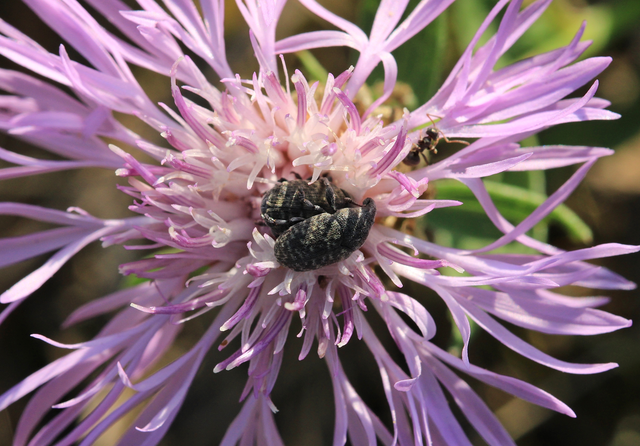 Larinus obtusus - imola-púderbarkó