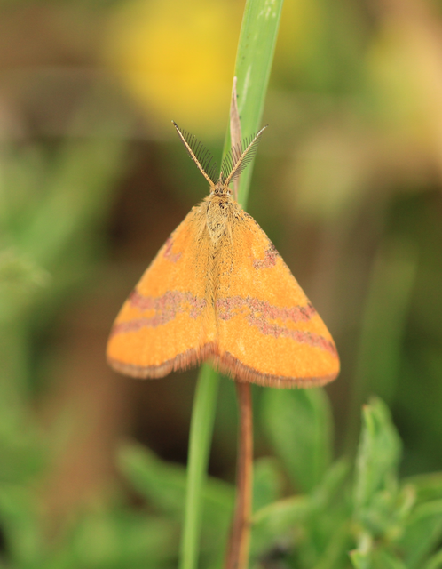Lythria cruentaria - bíborcsíkos araszoló