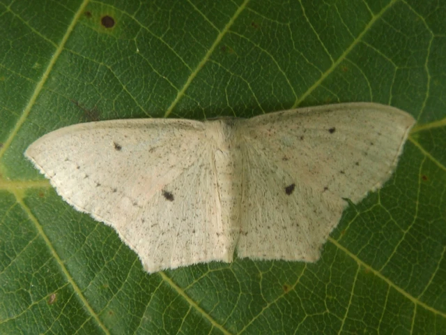 Scopula flaccidaria - alföldi sávosaraszoló