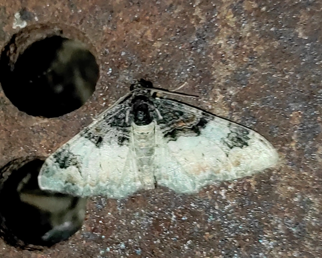 Catarhoe cuculata - csuklyás tarkaaraszoló