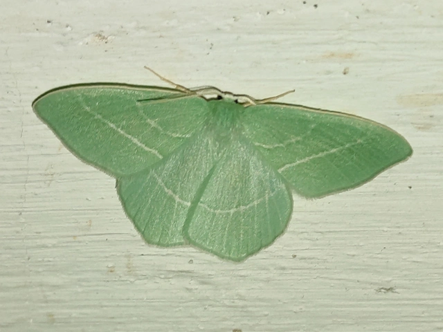 kékes zöldaraszoló - Hemistola chrysoprasaria