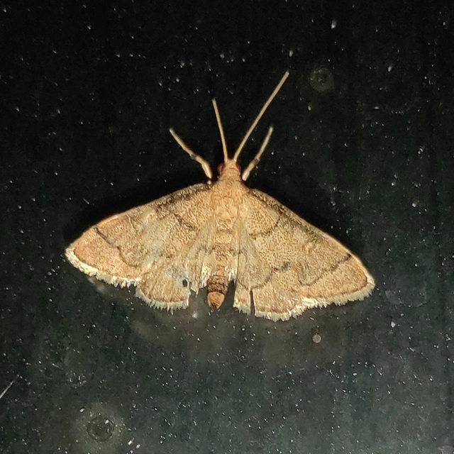 Metasia ophialis - kígyósávos tűzmoly