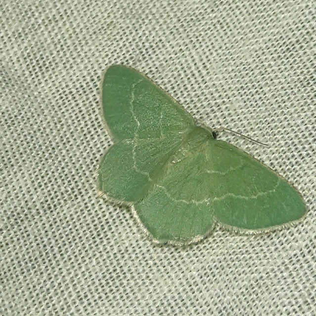 Chlorissa cloraria - sárgászöld araszoló