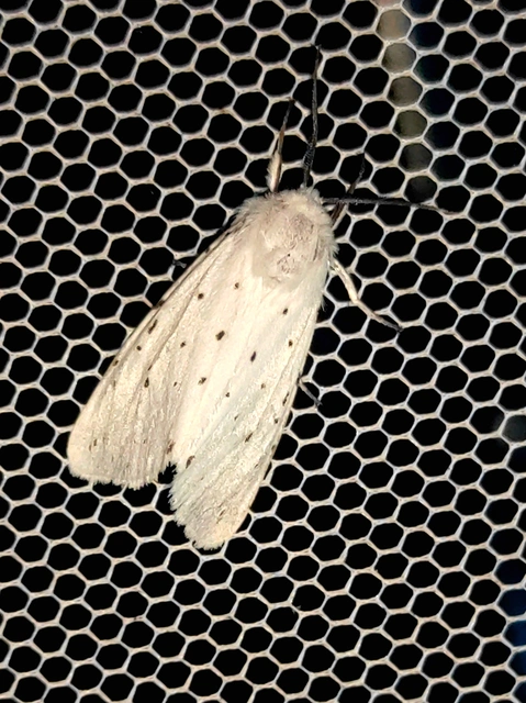 tejszínű medvelepke - Spilosoma lubricipedum