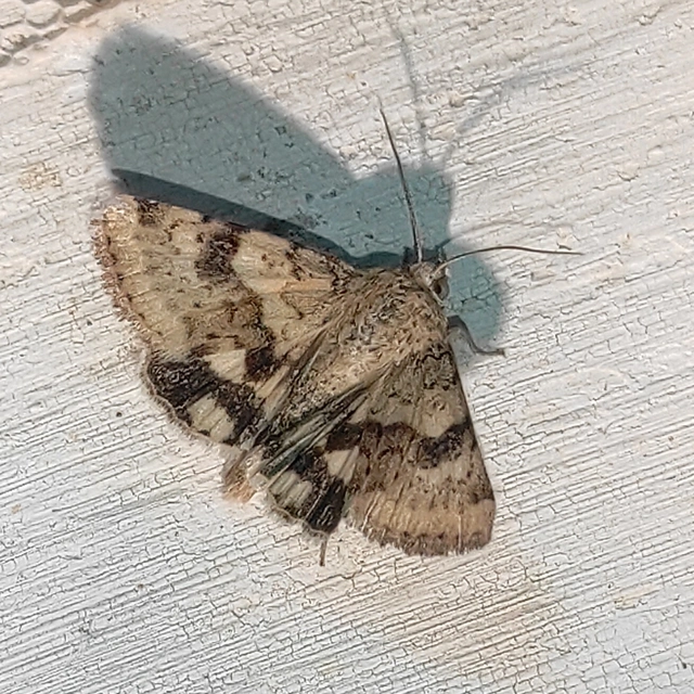 Heliothis viriplaca - mácsonyabagoly