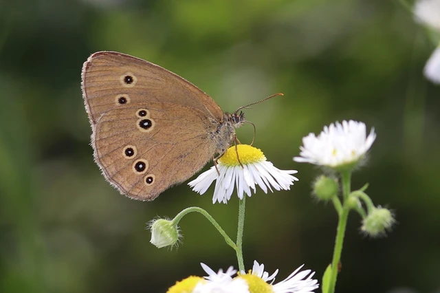 Aphantopus hyperanthus - közönséges ökörszemlepke
