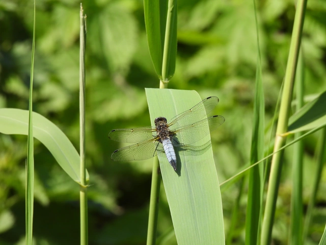 Libellula fulva - kisfoltos laposacsa