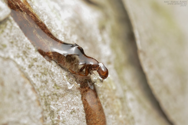 Colobopsis truncata - kapushangya