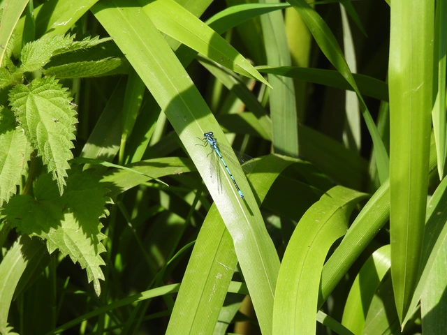 Coenagrion puella - azúrkék légivadász