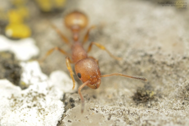 Temnothorax unifasciatus - gyűrűs kéreghangya