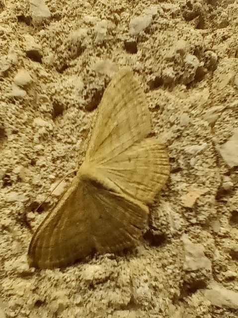 Scopula virgulata - vesszős sávosaraszoló