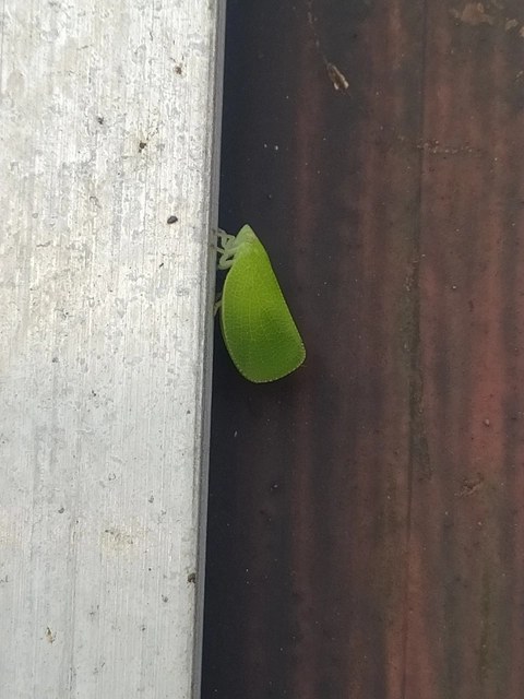 Acanalonia conica - élénkzöld lepkekabóca