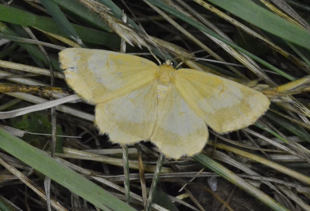 Angerona prunaria - sárga kökényaraszoló