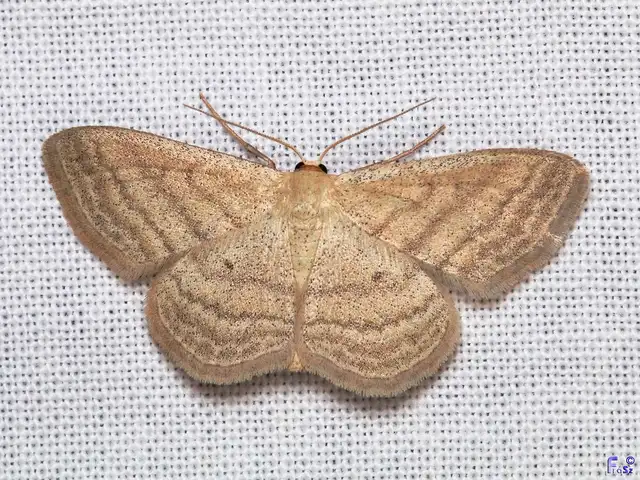 Scopula virgulata - vesszős sávosaraszoló