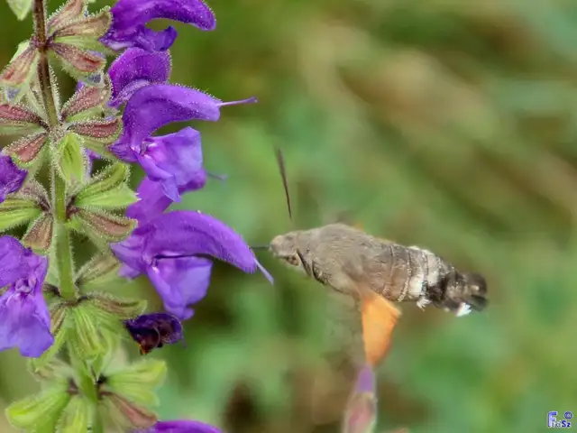 kacsafarkú szender - Macroglossum stellatarum