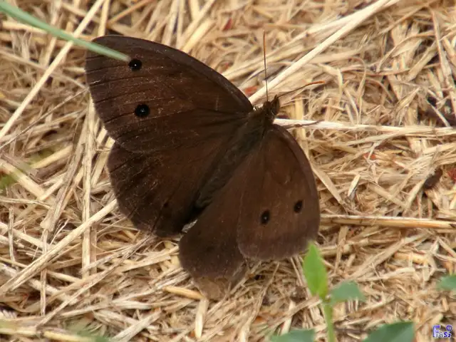 Minois dryas - fekete szemeslepke