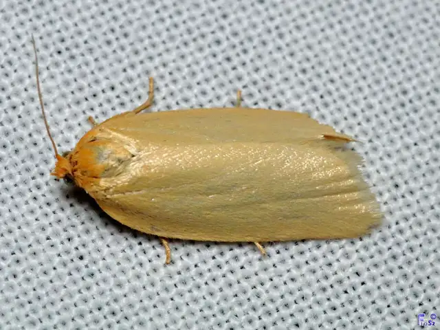 Aphelia paleana - sápadt sodrómoly
