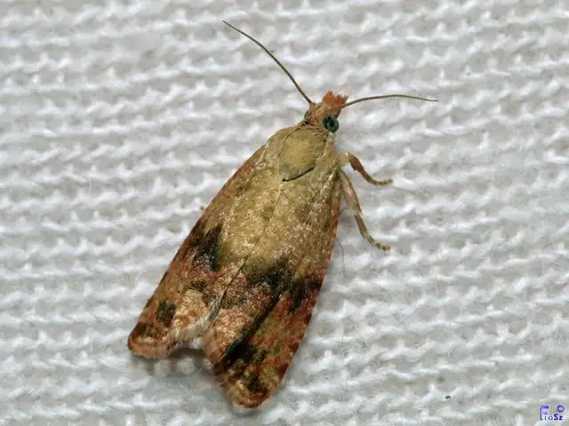 Celypha striana - pitypangfúró tükrösmoly