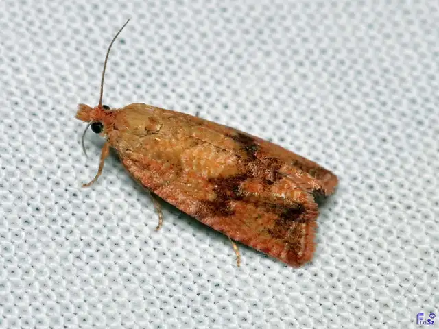 Celypha striana - pitypangfúró tükrösmoly