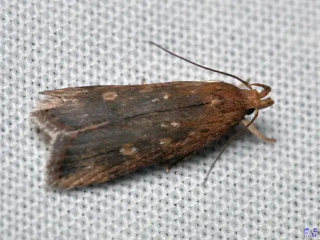 Helcystogramma