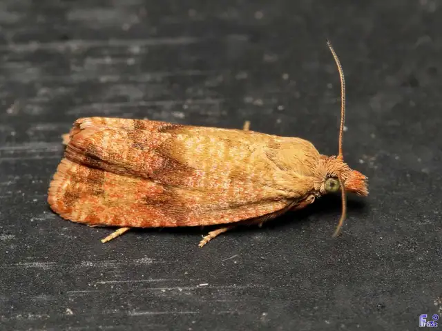 pitypangfúró tükrösmoly - Celypha striana