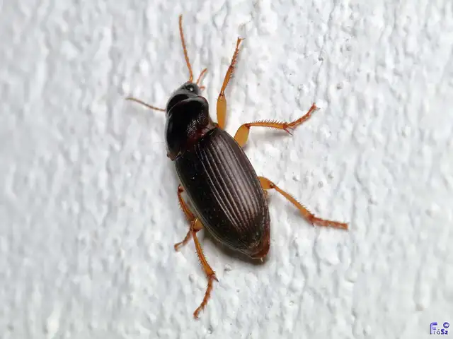 Harpalus griseus - kis selymesfutó