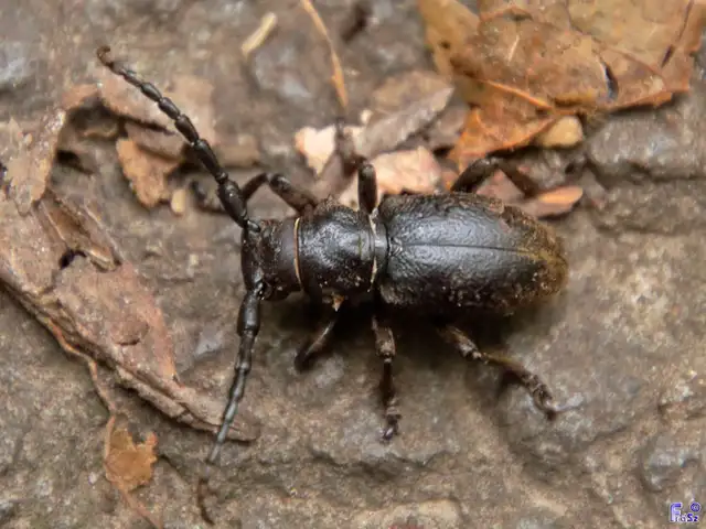 Herophila tristis - selymes alkonycincér