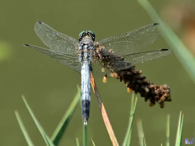Orthetrum albistylum - fehérfarkú pásztorszitakötő