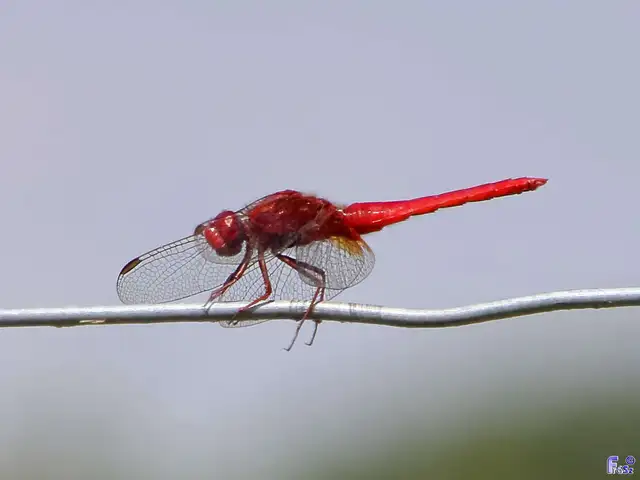 Crocothemis erythraea - skarlát szitakötő