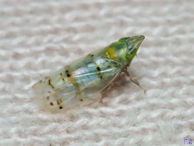 Japananus hyalinus
