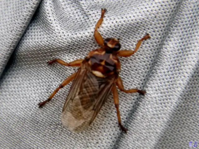 Hippobosca equina - ló-kullancslégy