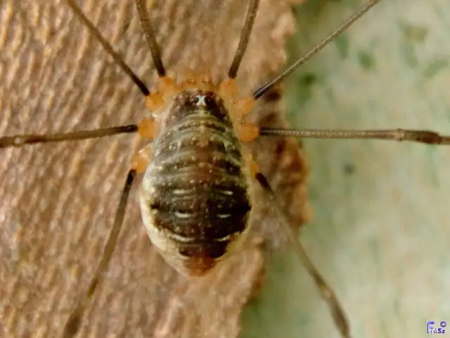 Opiliones - Kaszáspókok