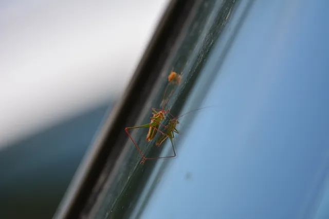 Leptophyes albovittata - közönséges virágszöcske