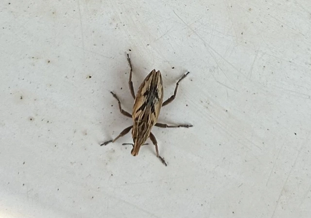 Coniocleonus nigrosuturatus - nyíljegyes barkó