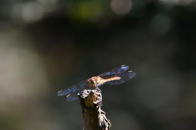 Sympetrum striolatum - harántsávos katona-szitakötő