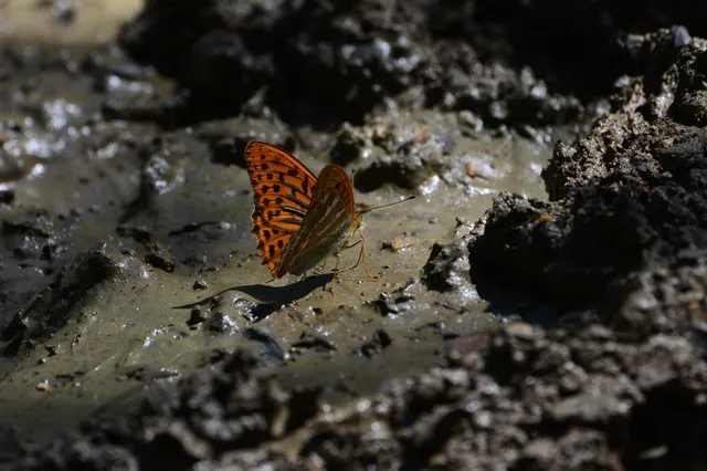 Argynnis paphia - nagy gyöngyházlepke