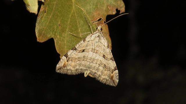 szürke csíkosaraszoló - Aplocera plagiata