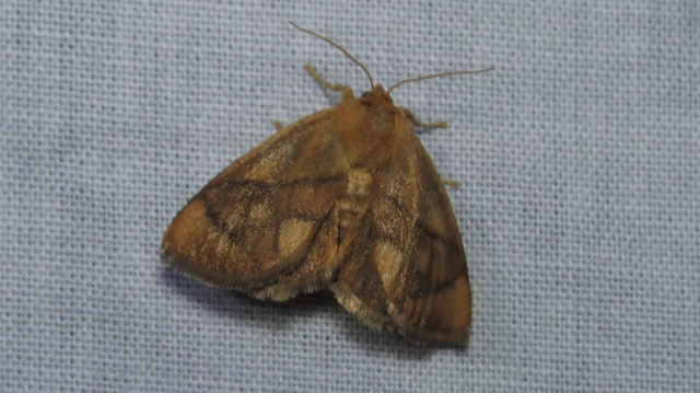 kagylólepke - Apoda limacodes