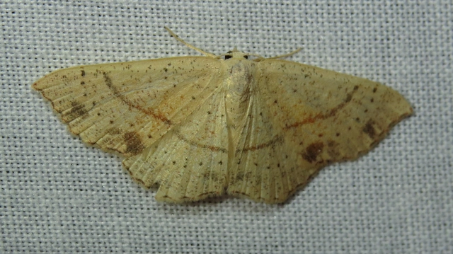 Cyclophora punctaria - sávos pettyesaraszoló