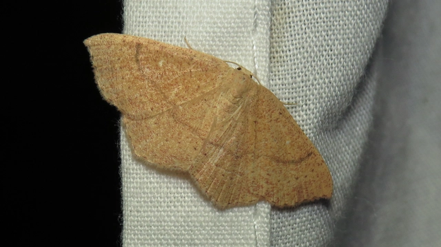 vörösrojtú pettyesaraszoló - Cyclophora ruficiliaria