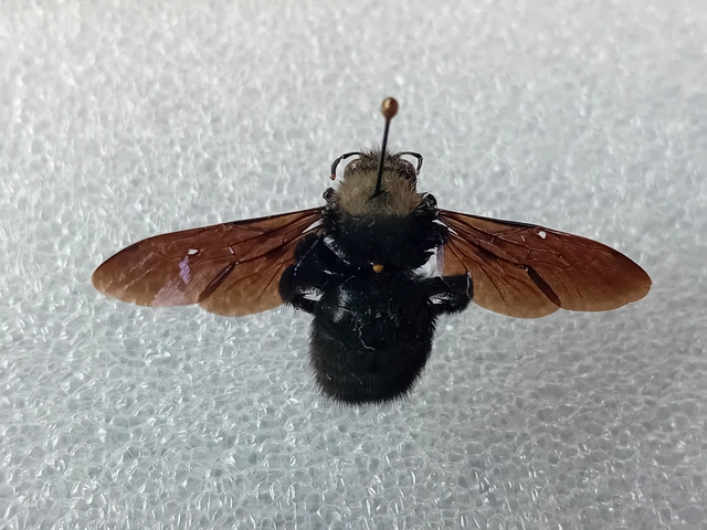 Xylocopa violacea - kék fadongó