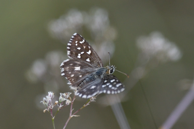 Pyrgus armoricanus - feles busalepke