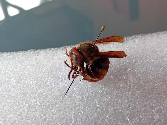 Vespa crabro - lódarázs