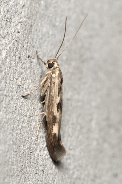 parajfonó zöldmoly - Scythris limbella