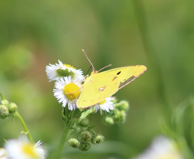 Colias erate - csángó-kéneslepke